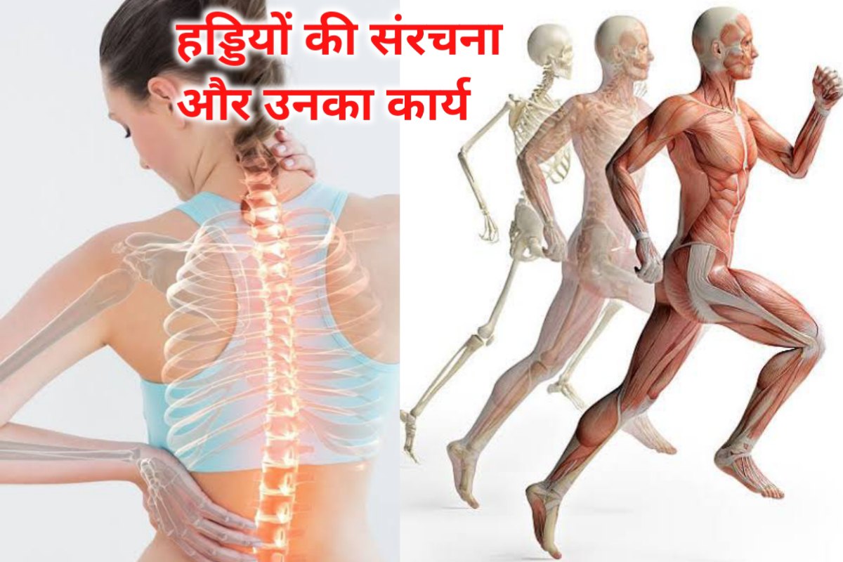 body bones work images | bones strong body work images |
