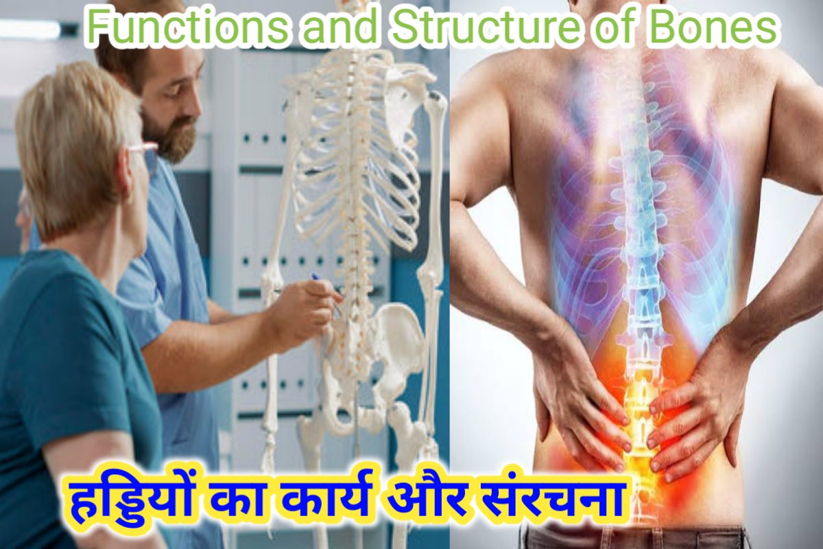 functions and structure of bones images | body bones work images |