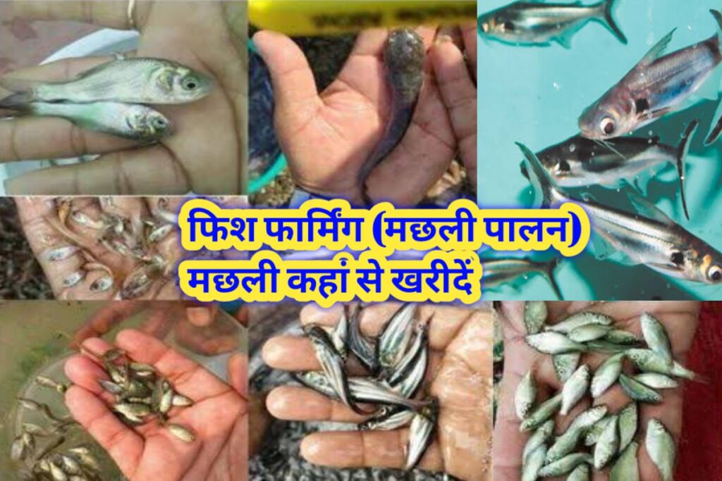 machali palane kaha se kharide images | fish farming to buy images |