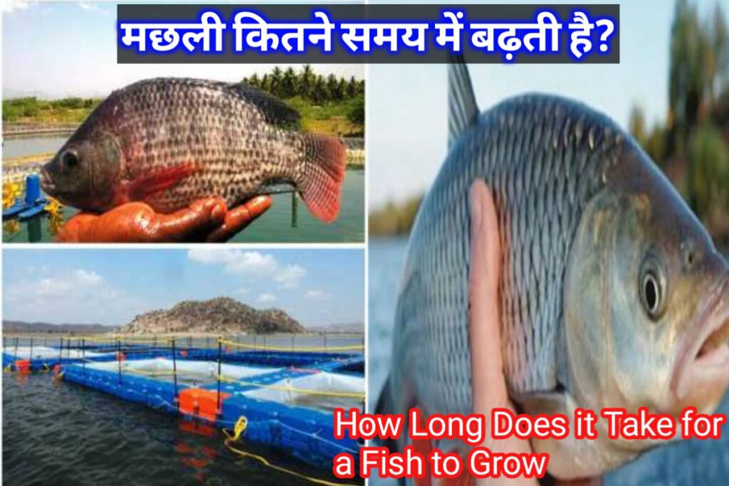 fish farming a fish to grow images | machali kitne samay badhati hai images |