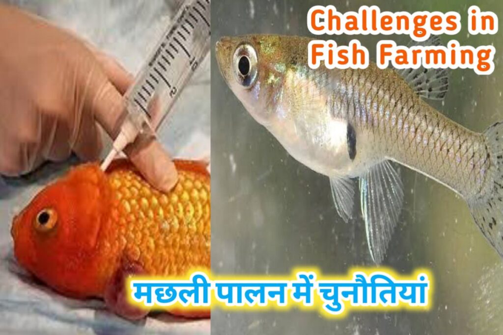 machali palan chunautiya images | challenges in fish farming images |