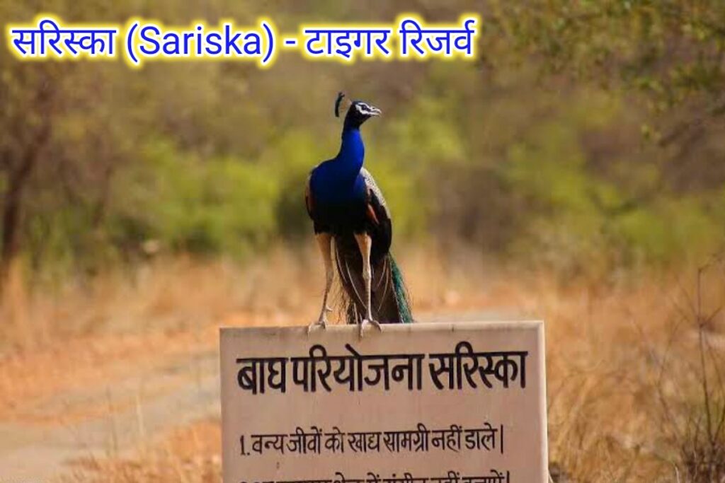 सरिस्का टाइगर रिजर्व नेचर इमेज। sariska tiger rigerv nature image