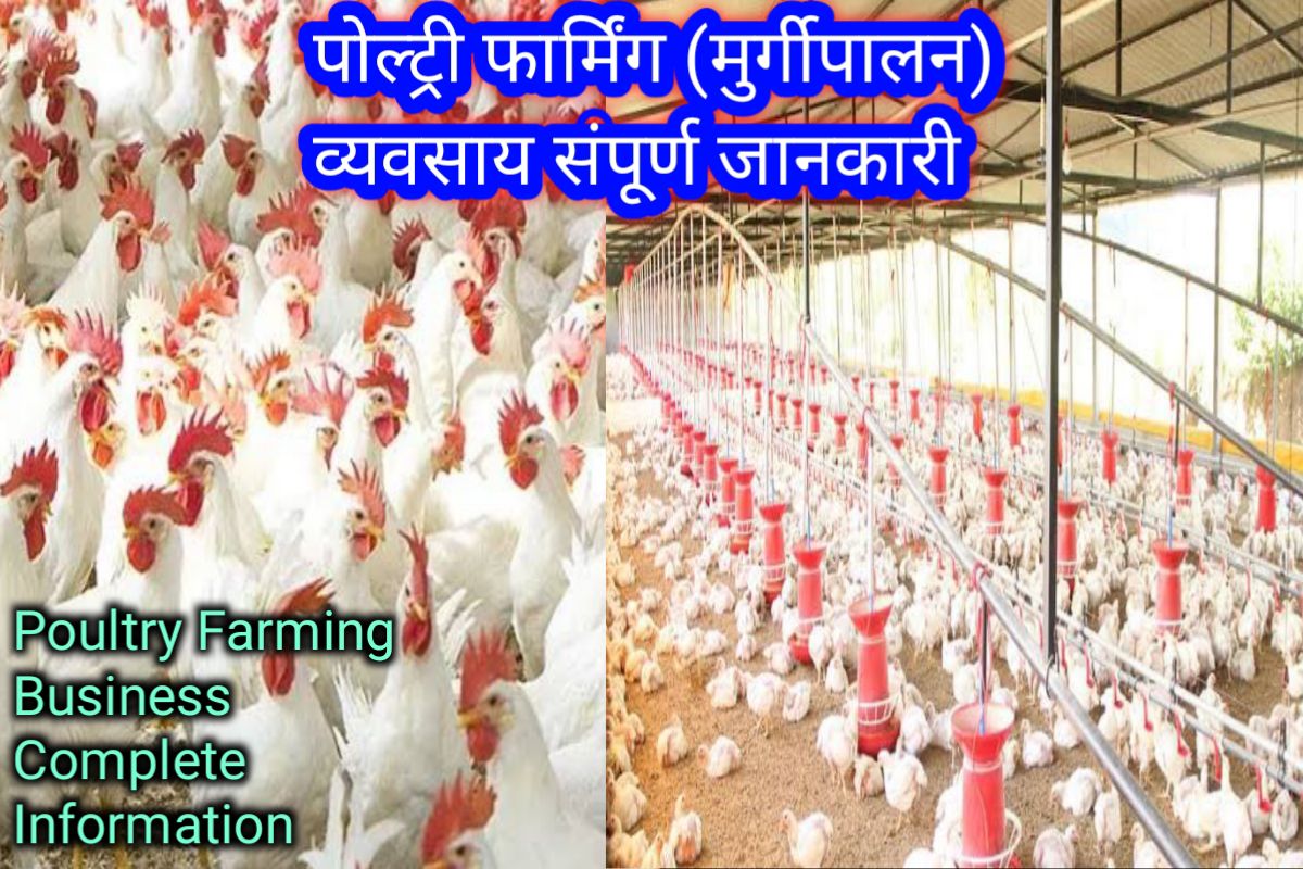 murgi palan vyavsay images | poultry farming bussiness images |