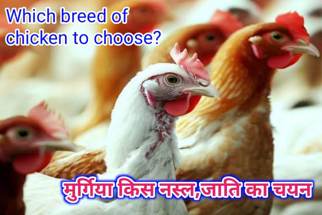 मुर्गी पालन व्यवसाय नसल जाति का चयन images | which breed of chicken to choose image |