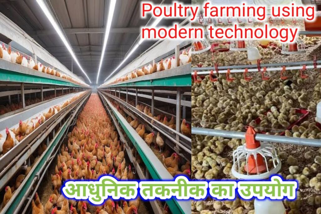 poultry farming using modern technology images | modern technology use checken farming images |