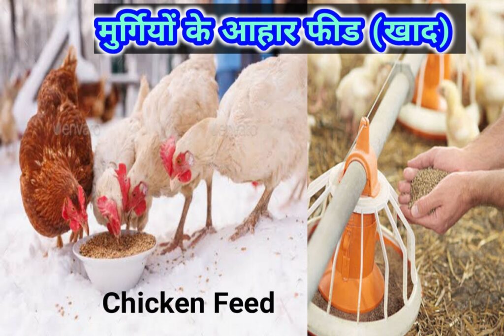 poultry farming using feed images | मुर्गियों के लिए आहार images |