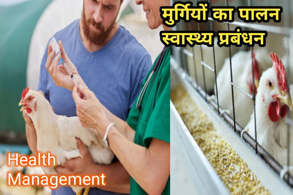 मुर्गियो का पालन स्वास्थ्य images | poultry farming health management images |