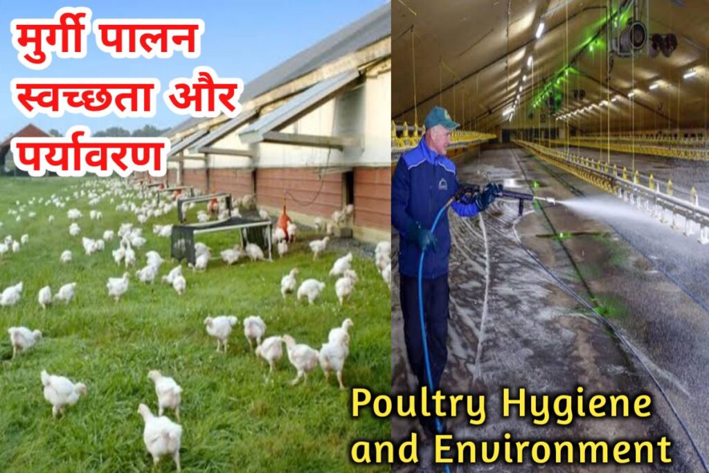 Poultry Hygiene and Environment images | पोल्ट्री स्वच्छता और पर्यावरण images |