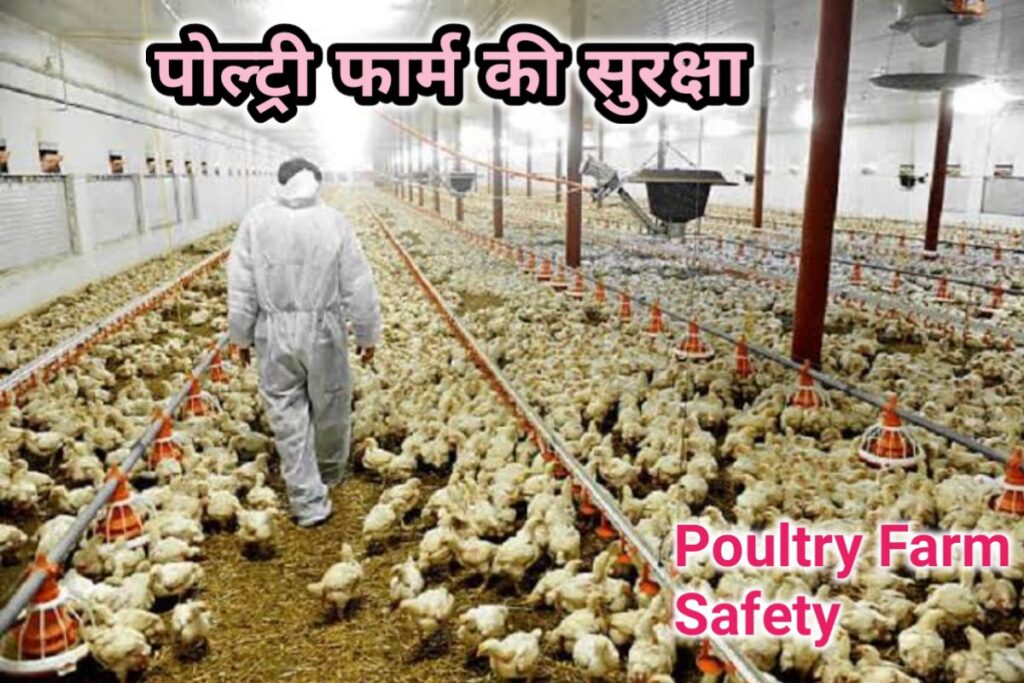 poultry farm safety images | Pultry farm suraksha images |