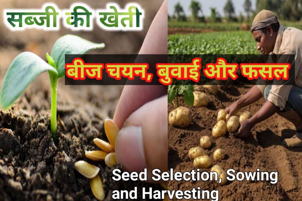 sabji kheti beej chayan images | veg seed selection images |