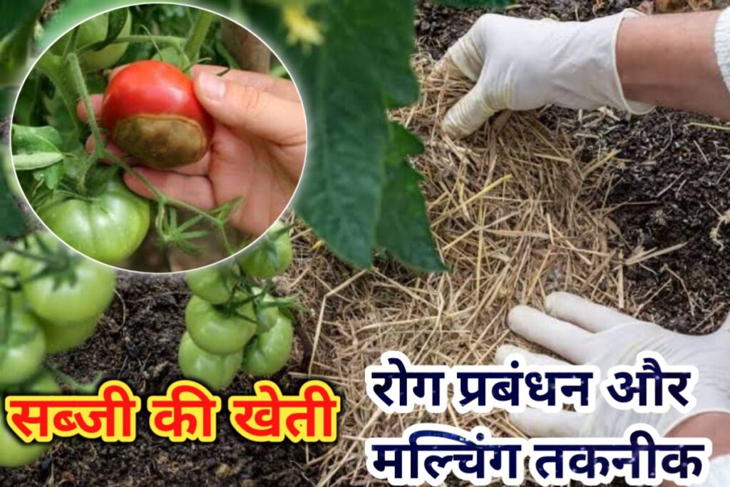 sabji kheti rognashak images | sabji kheti manching images |